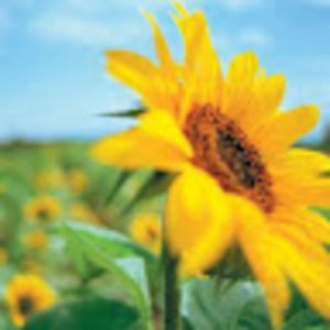 Meet your Posher, Keya